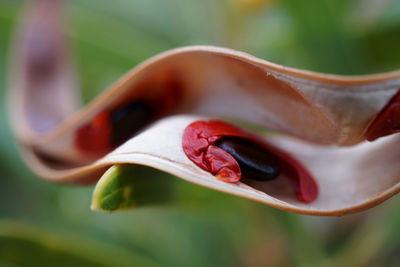 Close-up of rose flower