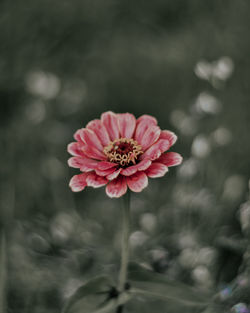 Close-up of pink flower against blurred background