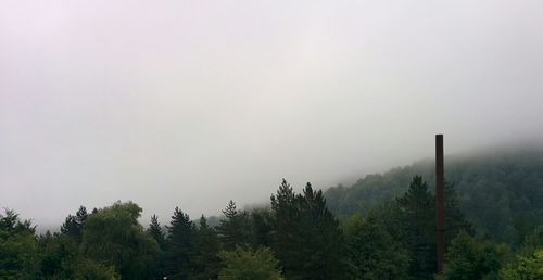 Trees in foggy weather