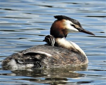 Close-up of duck swimming in lake