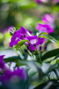 Close-up of purple flowers blooming outdoors