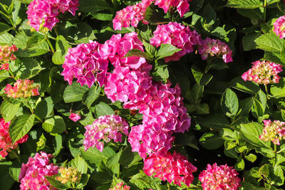 Close-up of pink flowering plants