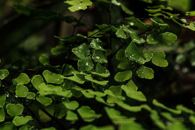 Close-up of wet adiantum raddianum or ferns leaves 
