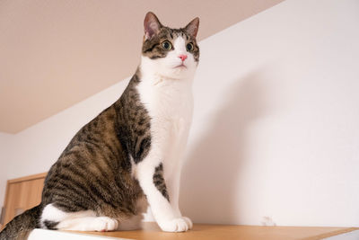 Portrait of cat sitting on wall at home