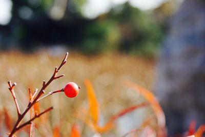 Close-up of fruit tree