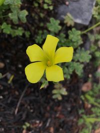 Close-up of yellow flower blooming outdoors