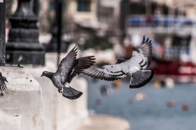 Flock of seagulls flying