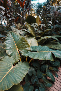 Close-up of leaves on plant