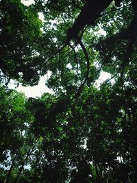 Low angle view of trees in forest