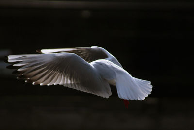 Seagull flying