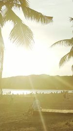 Palm trees on beach