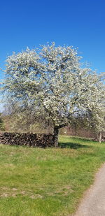 Close-up of cherry blossom against clear blue sky