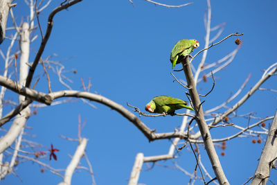 Red crowned parrot in a sweetgum tree in los angeles