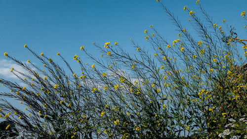 Low angle view of flowering plants against clear blue sky