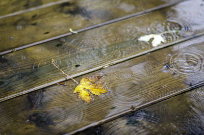 High angle view of yellow leaves on wet lake