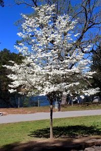 Apple blossoms in spring