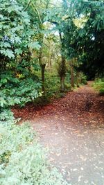 Trees growing in park