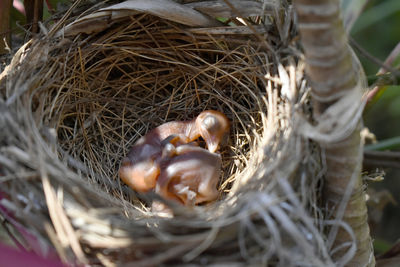bird nest