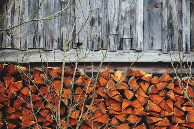 Close-up of dry leaves on wood