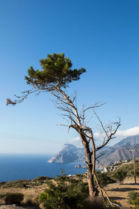 Tree by sea against clear blue sky
