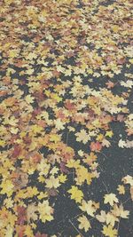 Leaves in autumn