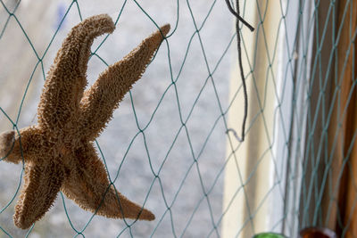 Close-up of starfish in net in window.