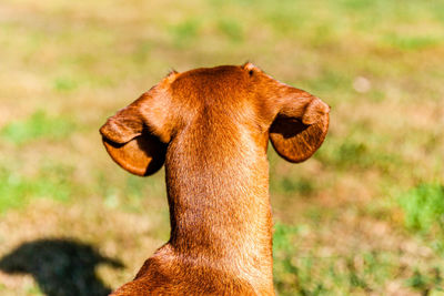 Close-up of the back of the head of a brown dachshund, neck, ears and small part of the back