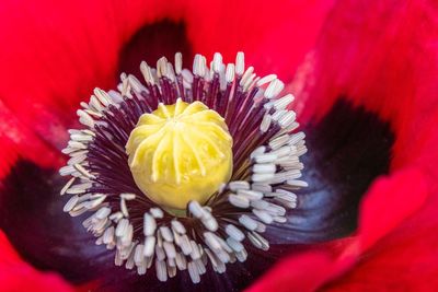 Close-up of red rose flower