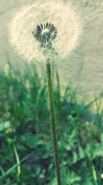 Close-up of dandelion flower