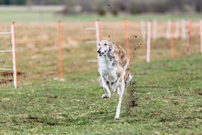 Dog running on field