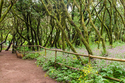 Trees growing in forest