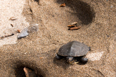 High angle view of turtle at beach