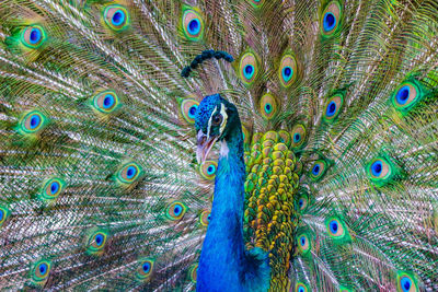 Full frame shot of peacock