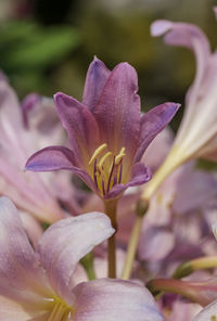 Close-up of pink crocus flower