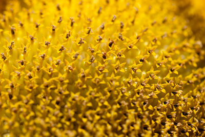 Close-up of yellow flowering plant