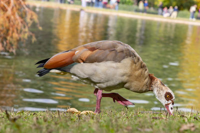 Close-up of duck in lake