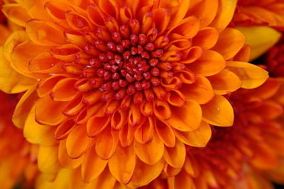 Close-up of orange dahlia