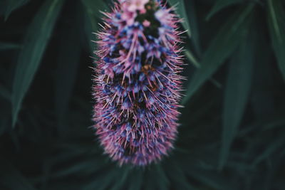 Close-up of purple flower