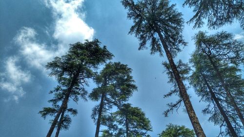 Low angle view of trees against sky