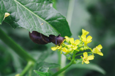 Close-up of insect on flower