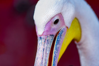 Close-up of a parrot