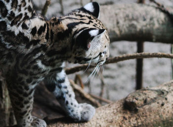 Close-up of an ocelot