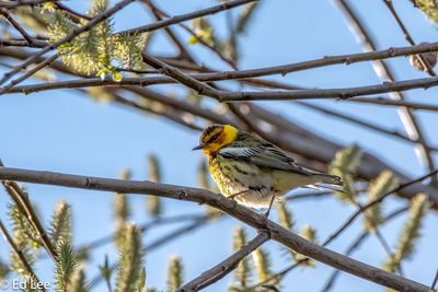 Cape may warbler