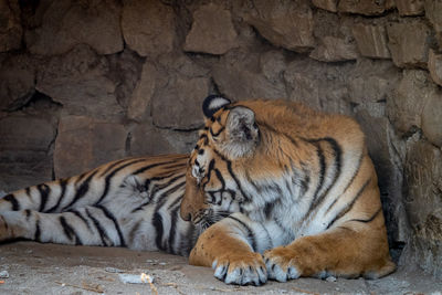 Cat on rock in zoo