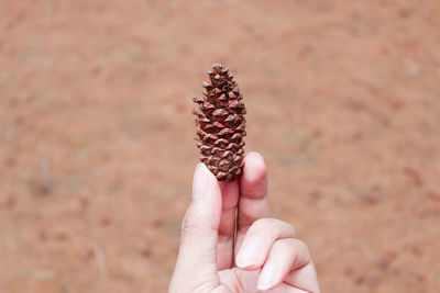 A hand bring brown pine cone or pine tree fruit with pine forest in the background