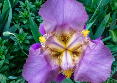 Close-up of purple flowers blooming