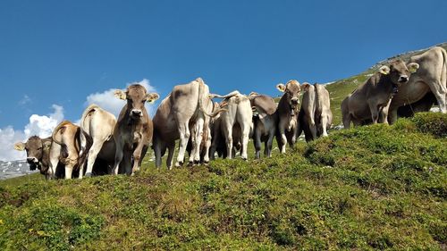 Low angle view of sheep on field against sky