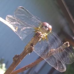 Close-up of dragonfly on leaf