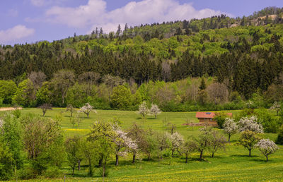 Scenic view of trees on field against sky