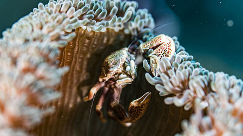 Close-up of crab on coral undersea